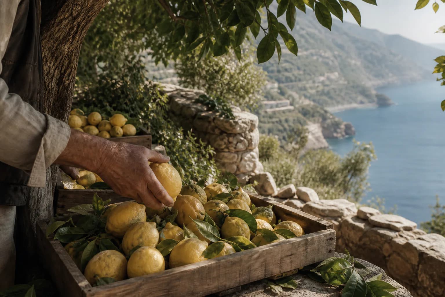 Freshly harvested Calanera lemons being sorted into a wooden crate above the sea.